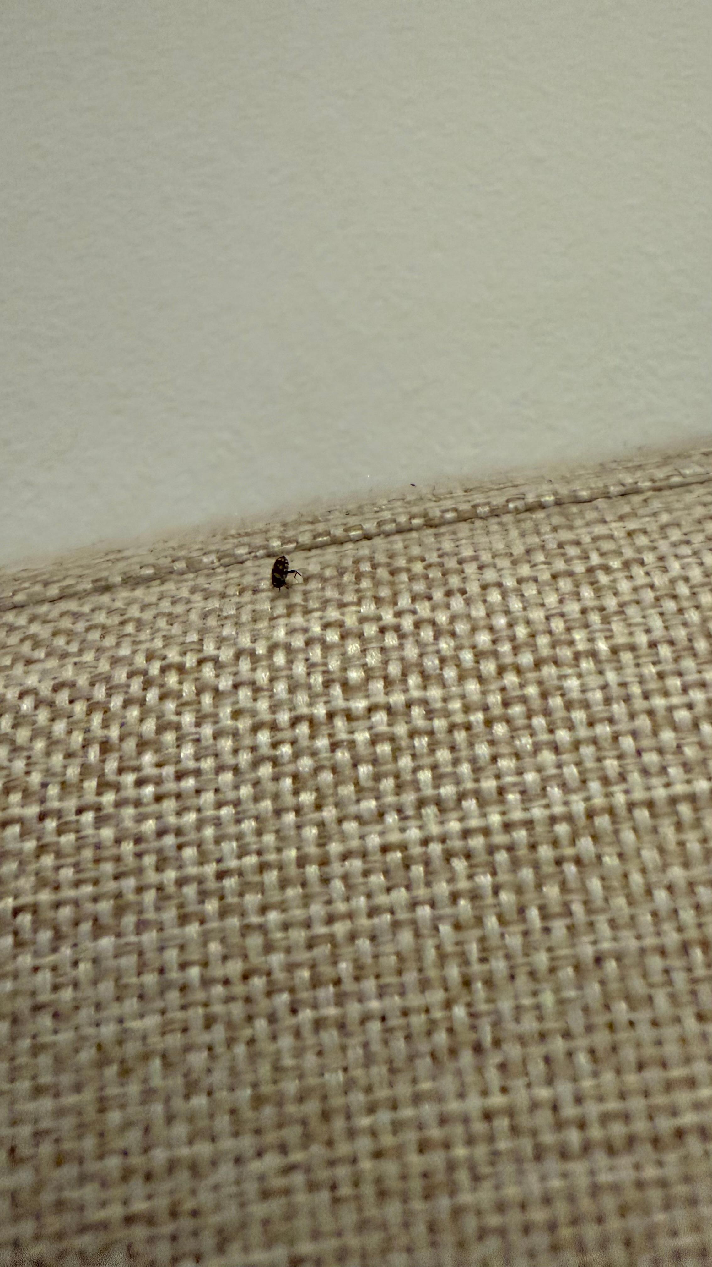 Ticks. The bedframe was riddled with ticks.