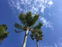 椰子の木を下から見る