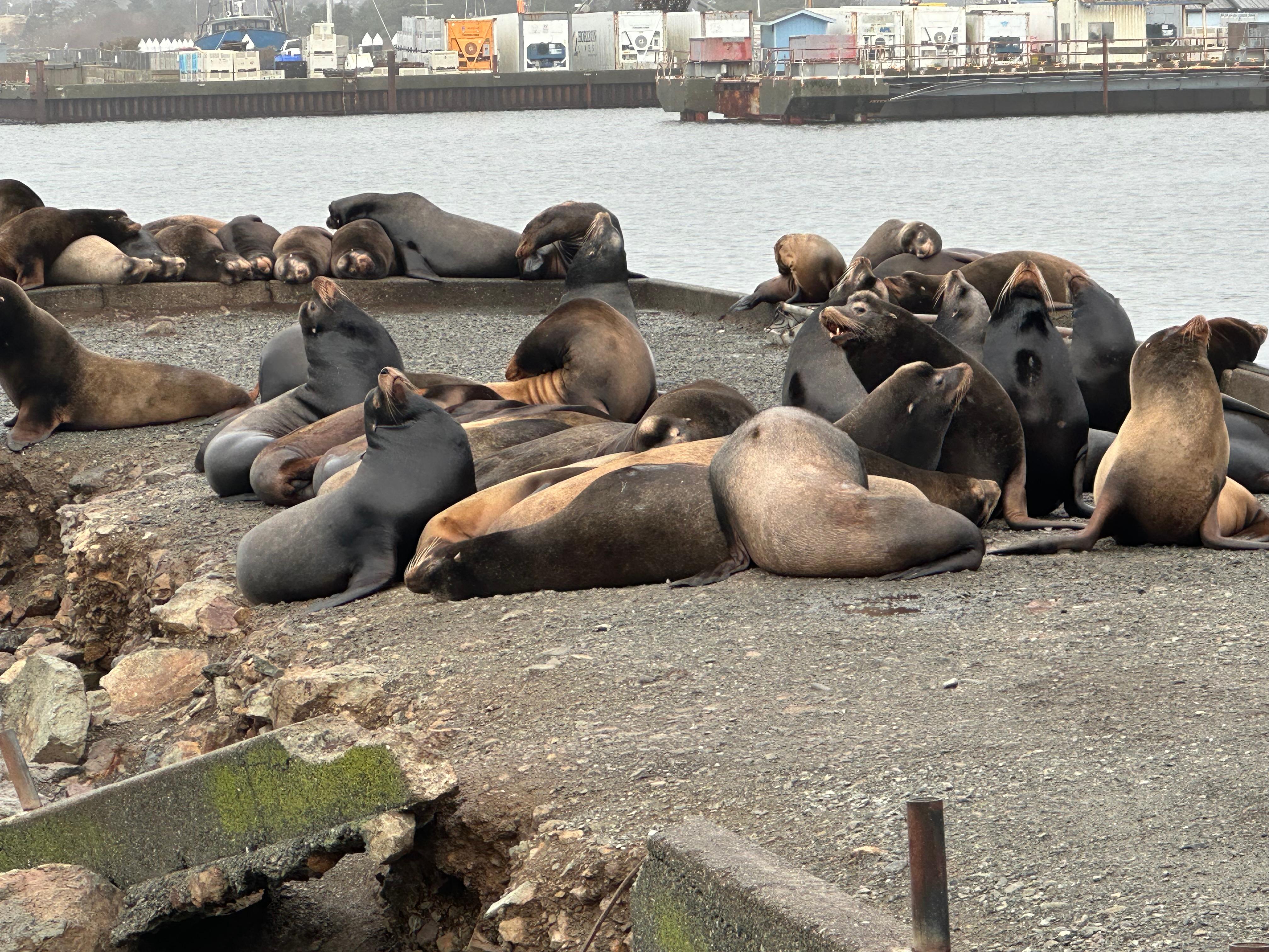 Sea lions