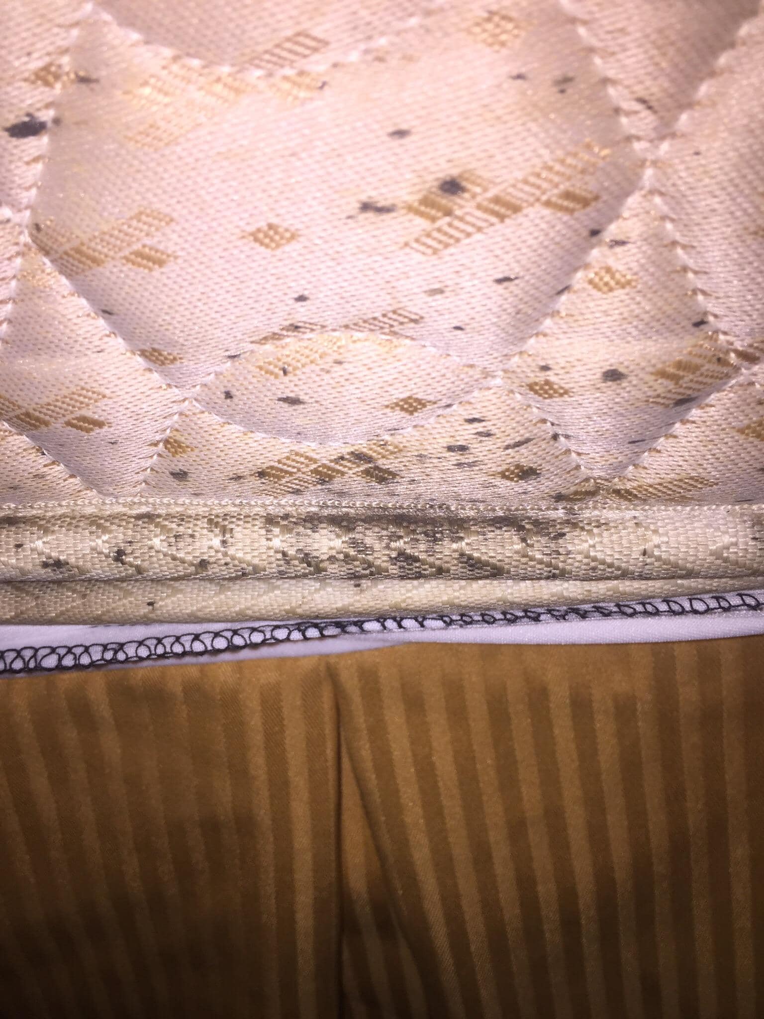 Bed bug feces