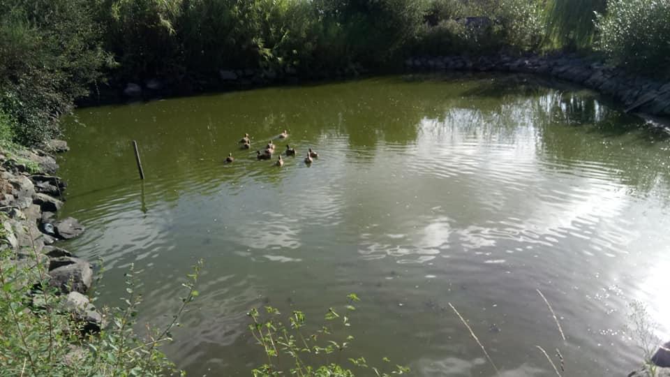 La mare aux canards