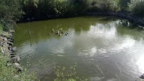 La mare aux canards