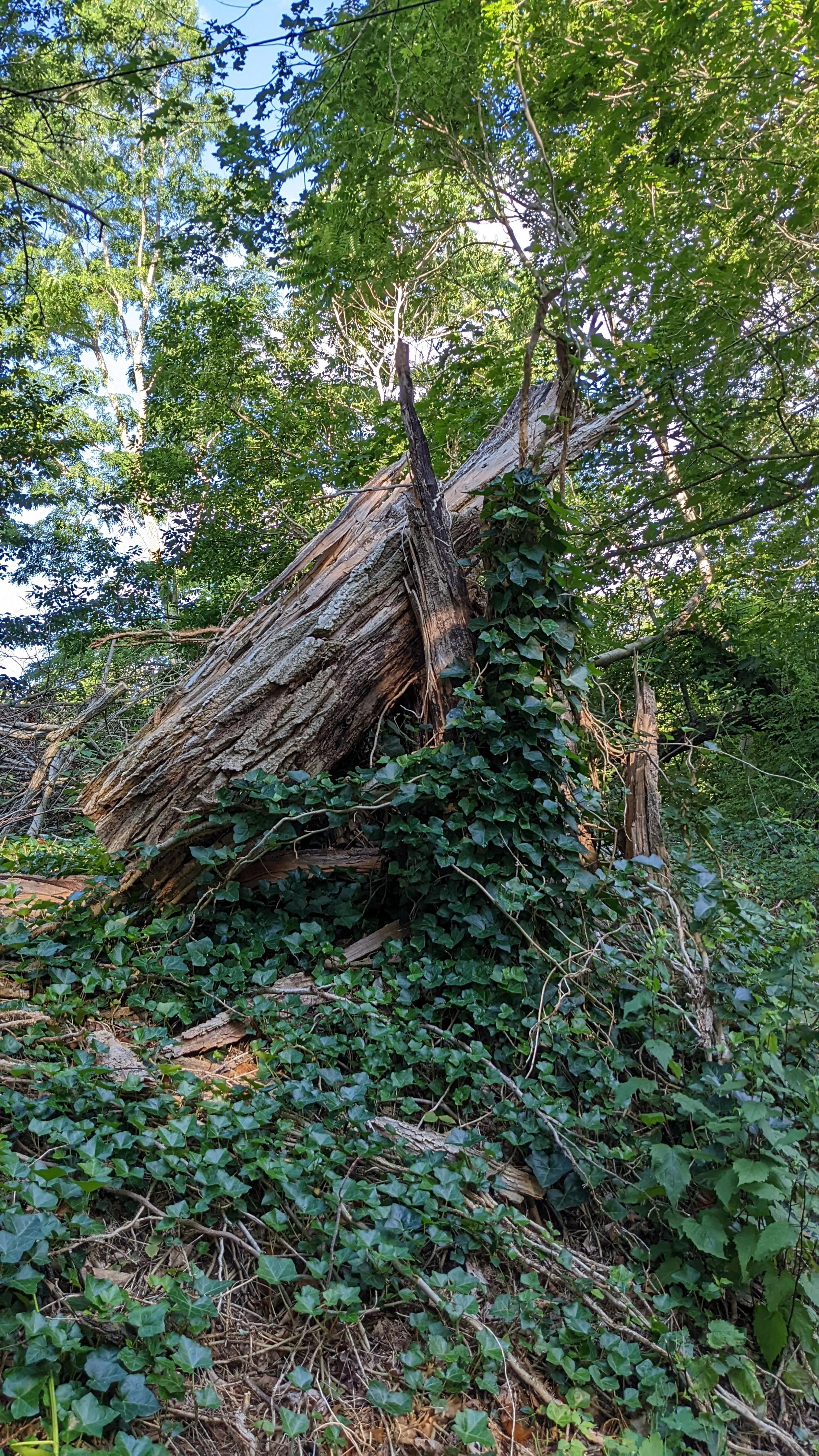 Walk behind the Old Manse