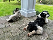 The welcoming party đ¶ đ¶