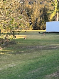 Plenty of very big kangaroos