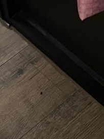 Bugs