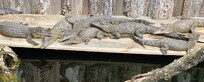 Krokodilzoo! Någon halvmil bort. Olika parakiter, en trädleopard, några jätteormar. Chans att klappa både orm o krokodilbebis! Se när de matas.
Glass att köpa o stor yta för medhavd fika.
Traktormuseum finns i grannbyn
