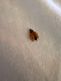 Dead ladybug on bed