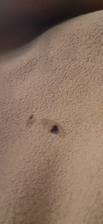 None smoking room but holes like this in all of the bedding.