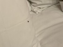 Moscerino sul cuscino