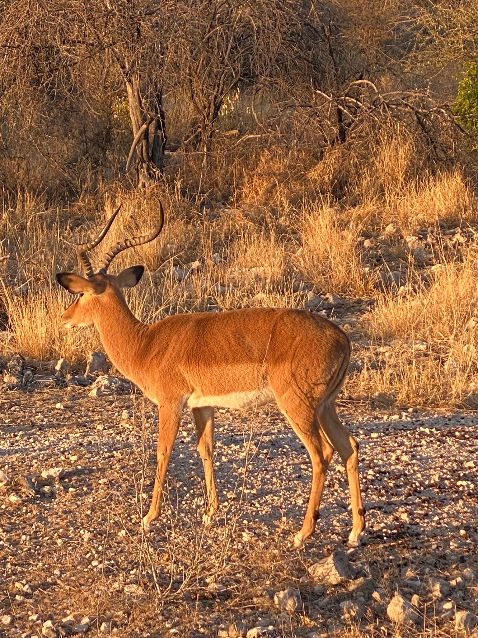 On a game drive