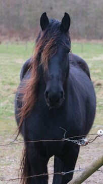 This was the most handsome horse I could find. I booped its snoot.