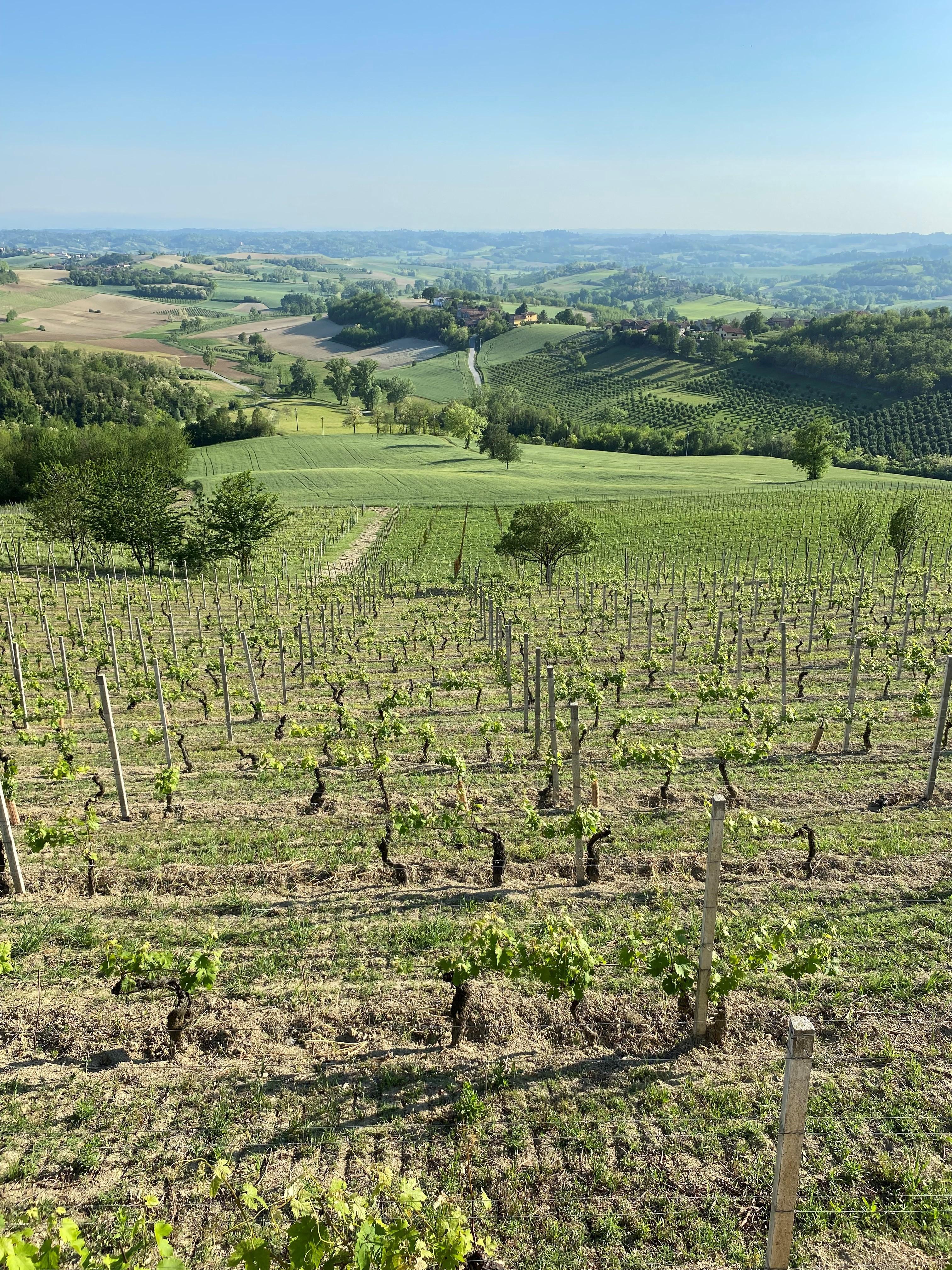 Wine field