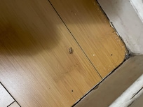 A little roach visitor