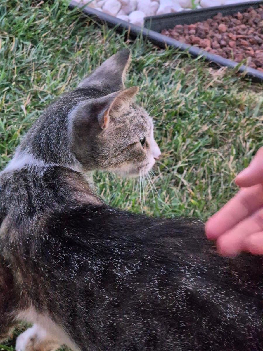 Cat we met in front yard