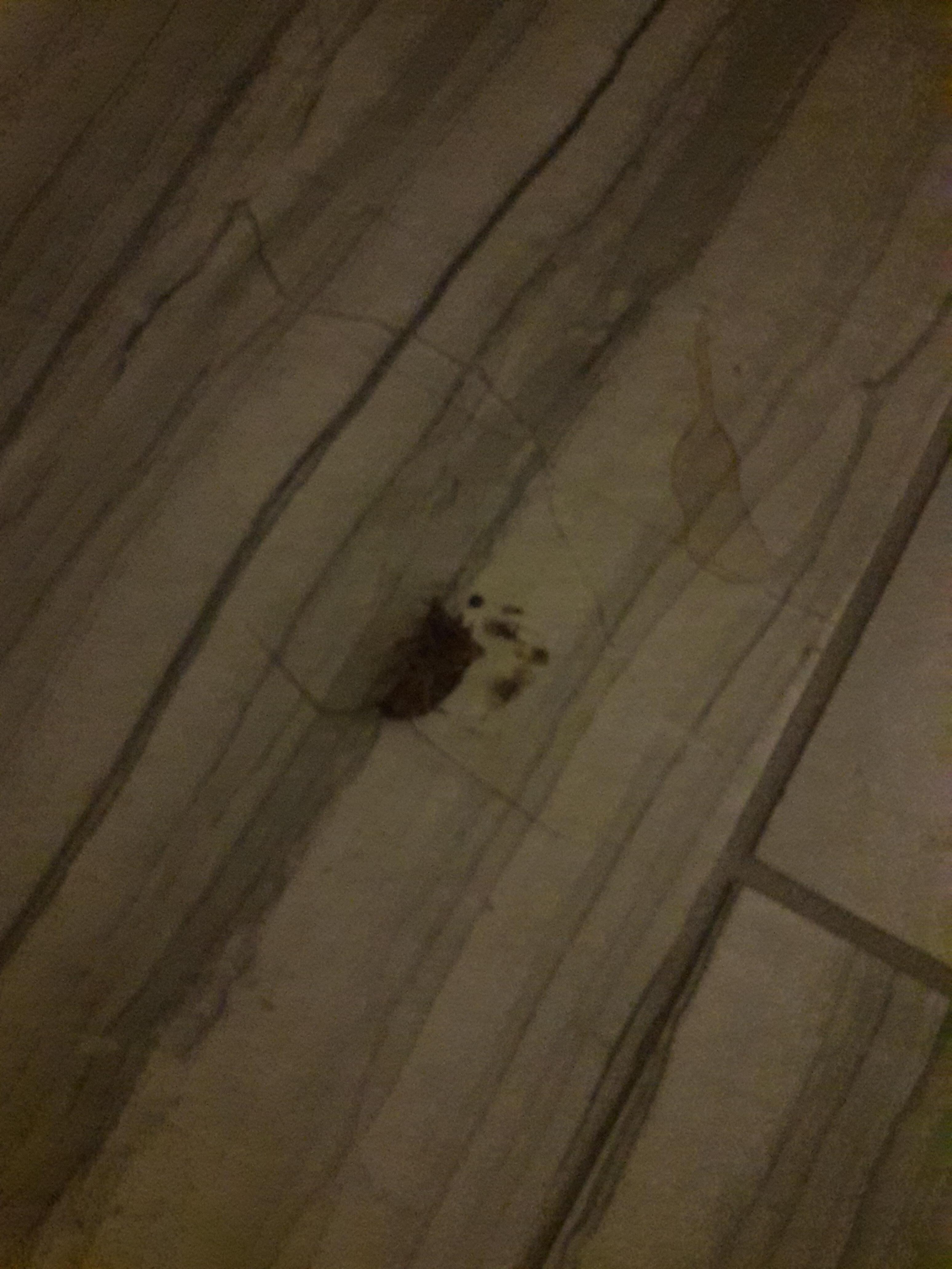 Dead eurroaches