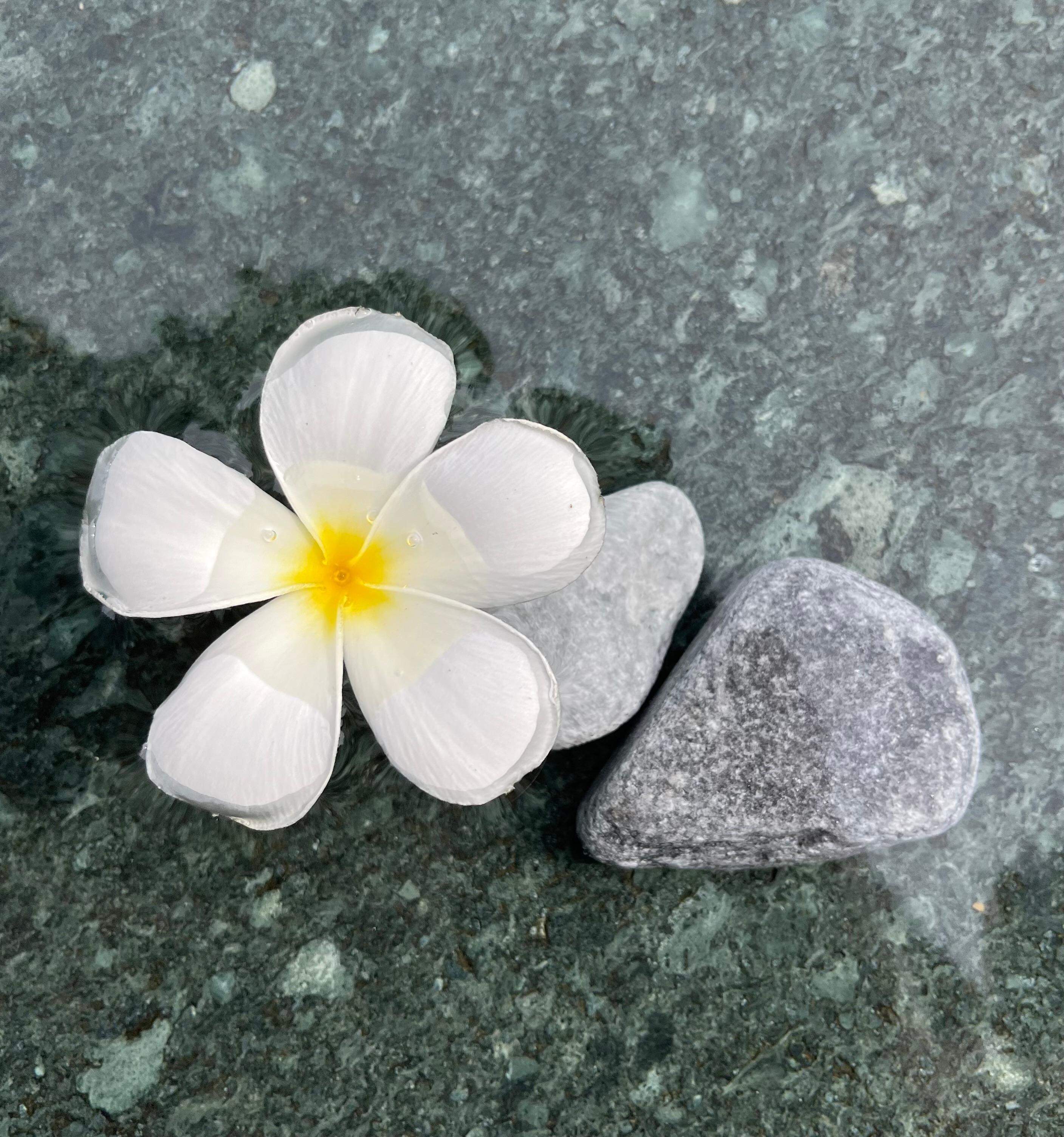 Nydelige blomster i Hagen 