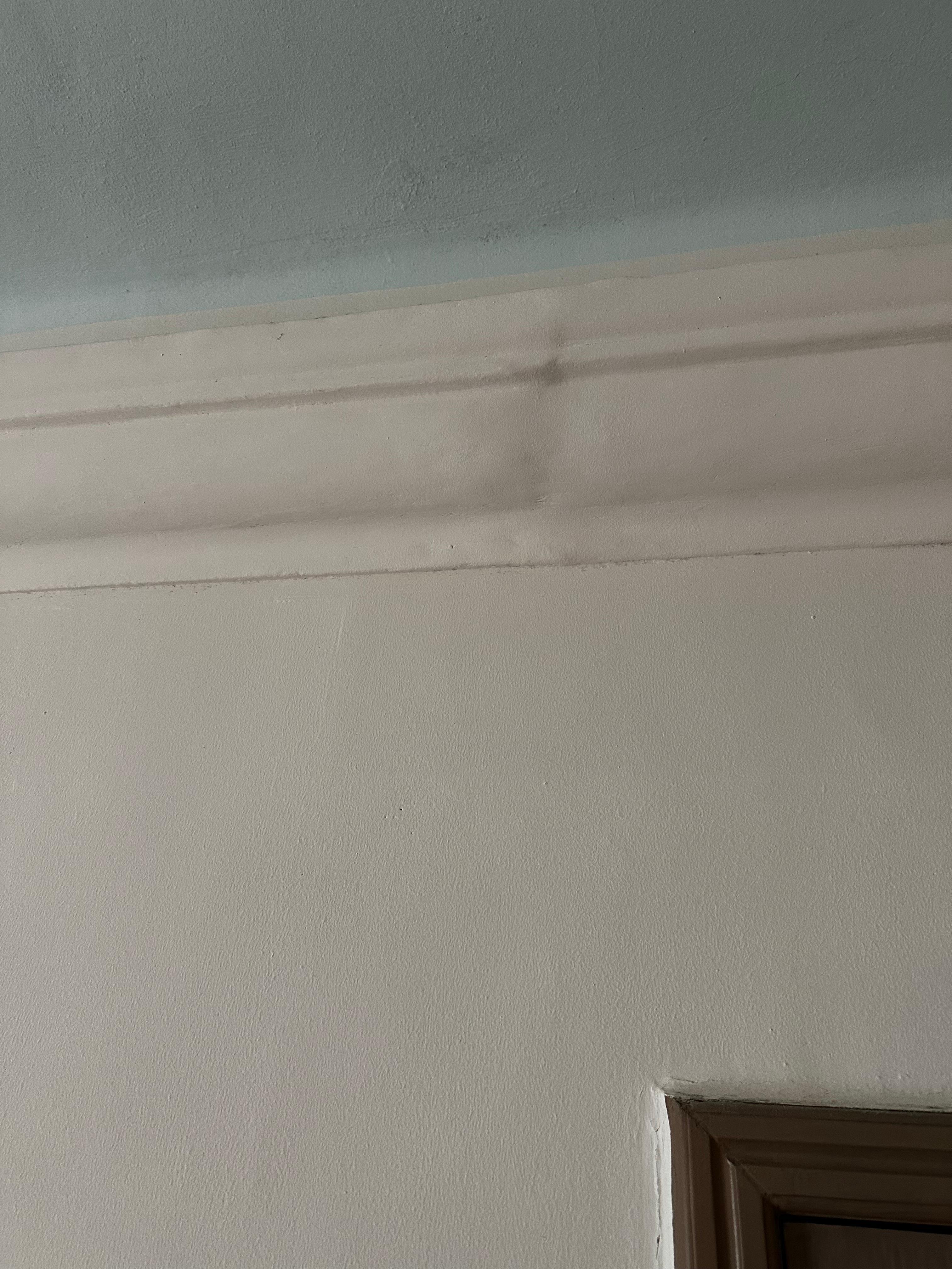 Mold / Mildew Wyndham Alltra