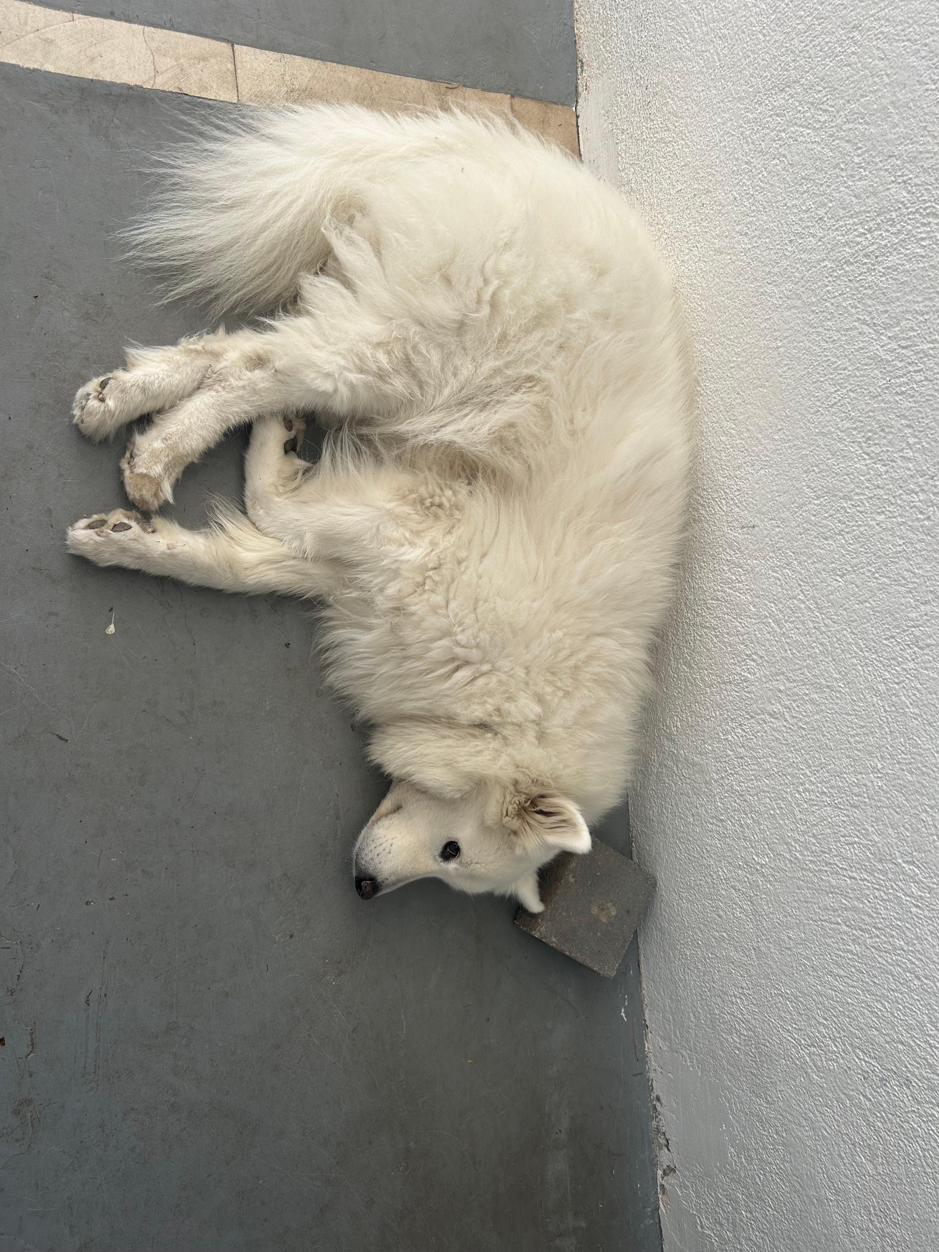 Lounging door dog 