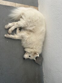 Lounging door dog