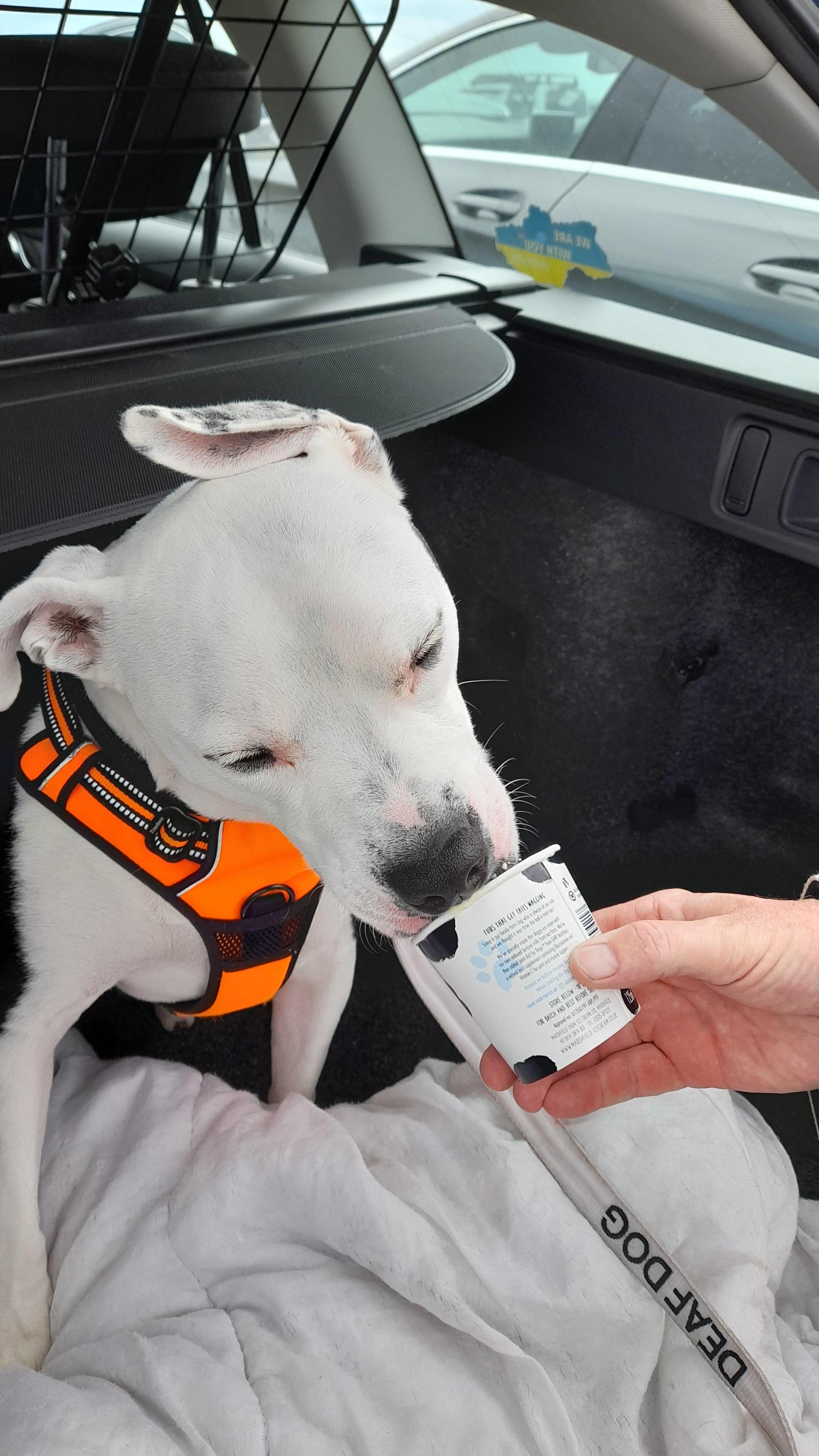 Even the dogs get ice cream