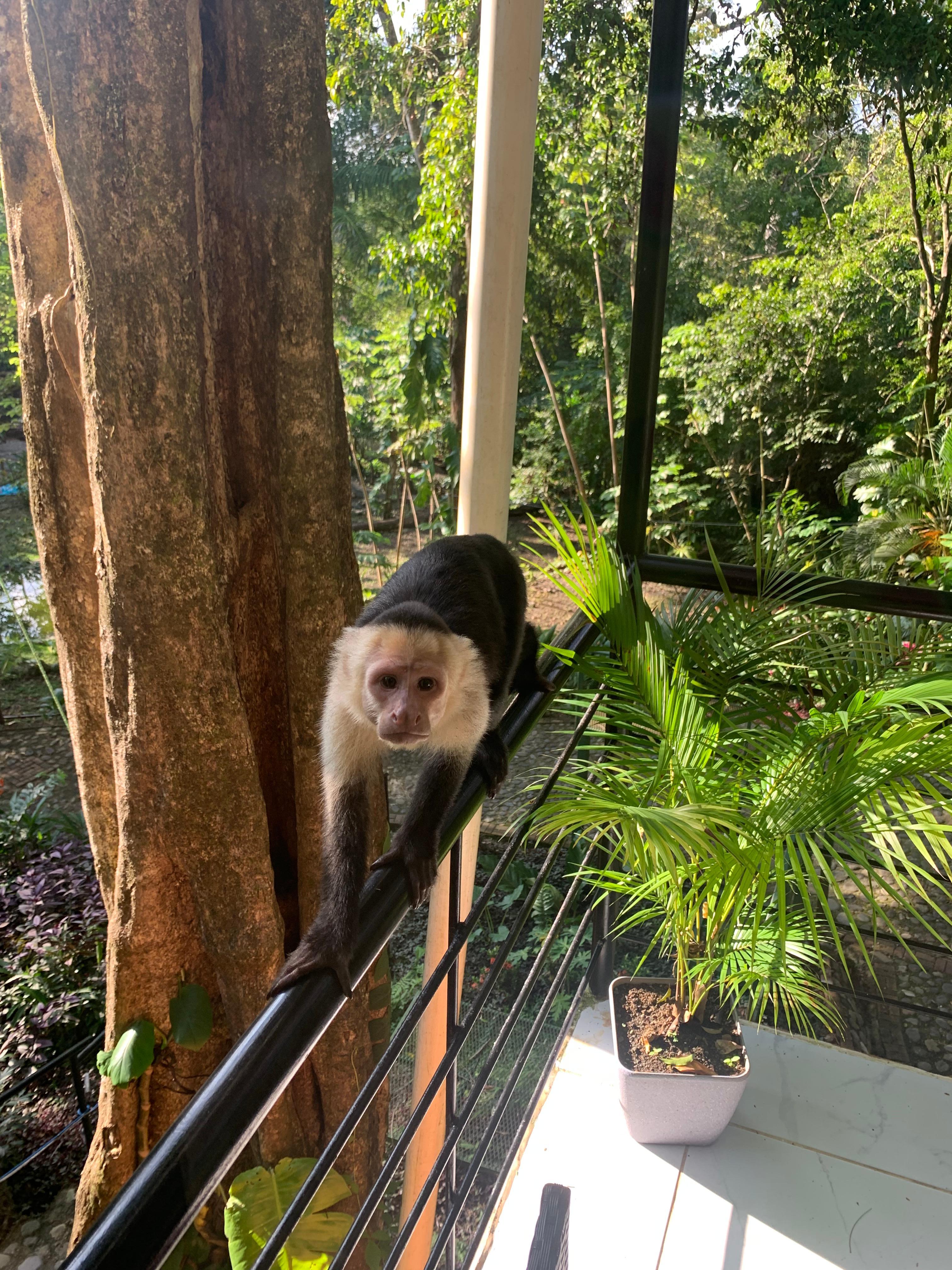 On of the monkeys on our balcony!