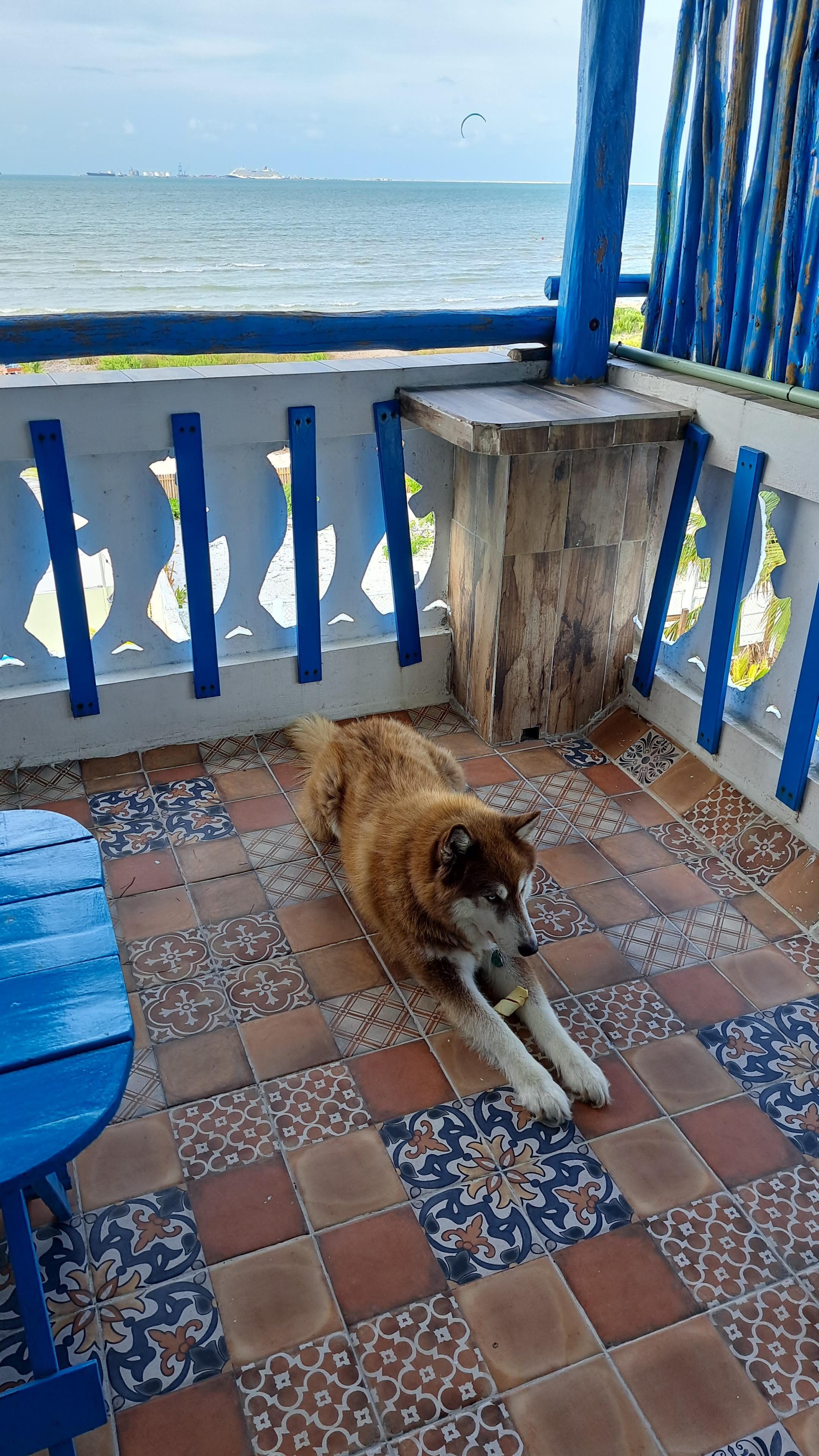 Our pup enjoying the breeze on the balcony.