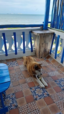 Our pup enjoying the breeze on the balcony.