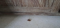 A nightly visitor