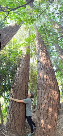 Walking in the grounds there are an amazing variety of plants including huge pines.