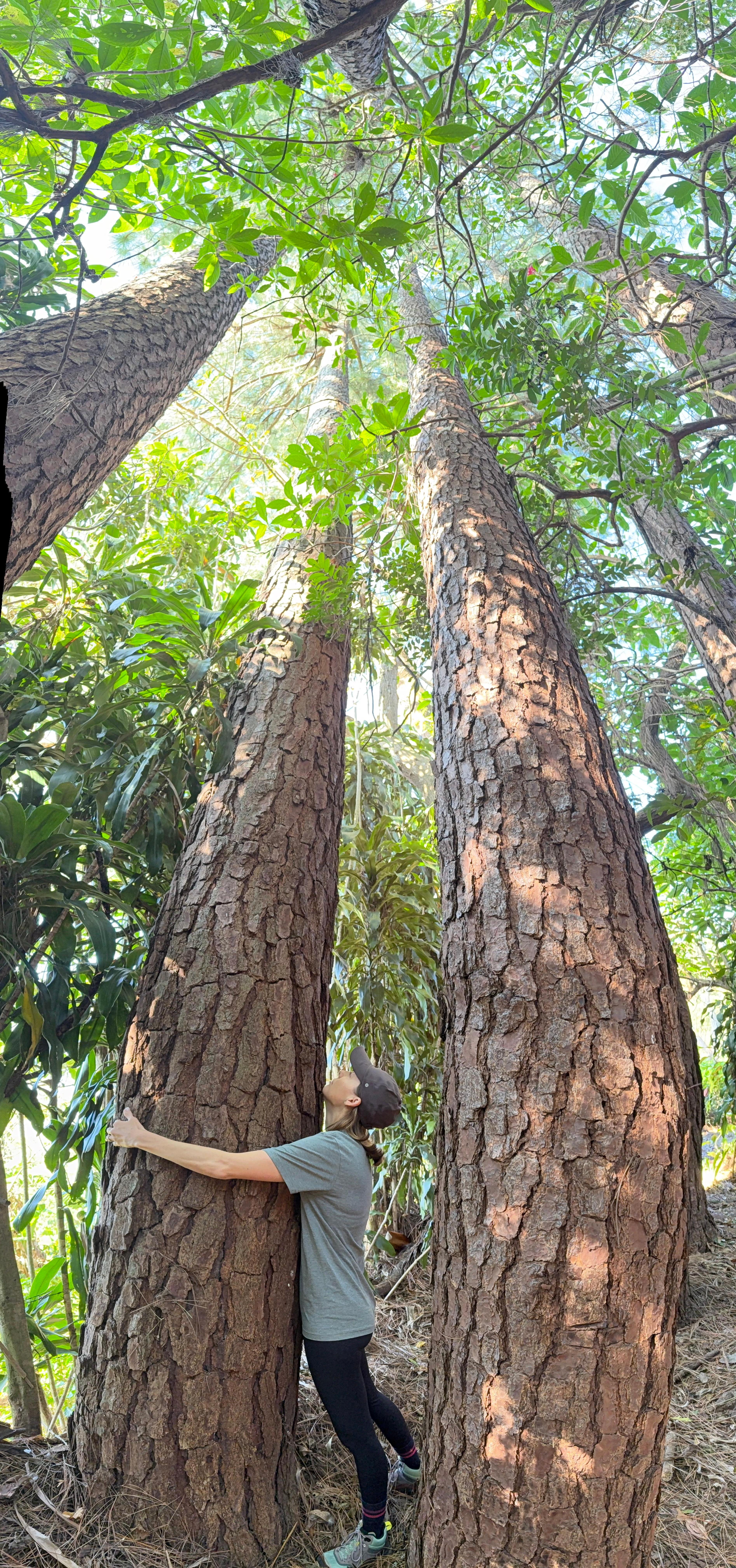 Walking in the grounds there are an amazing variety of plants including huge pines.  