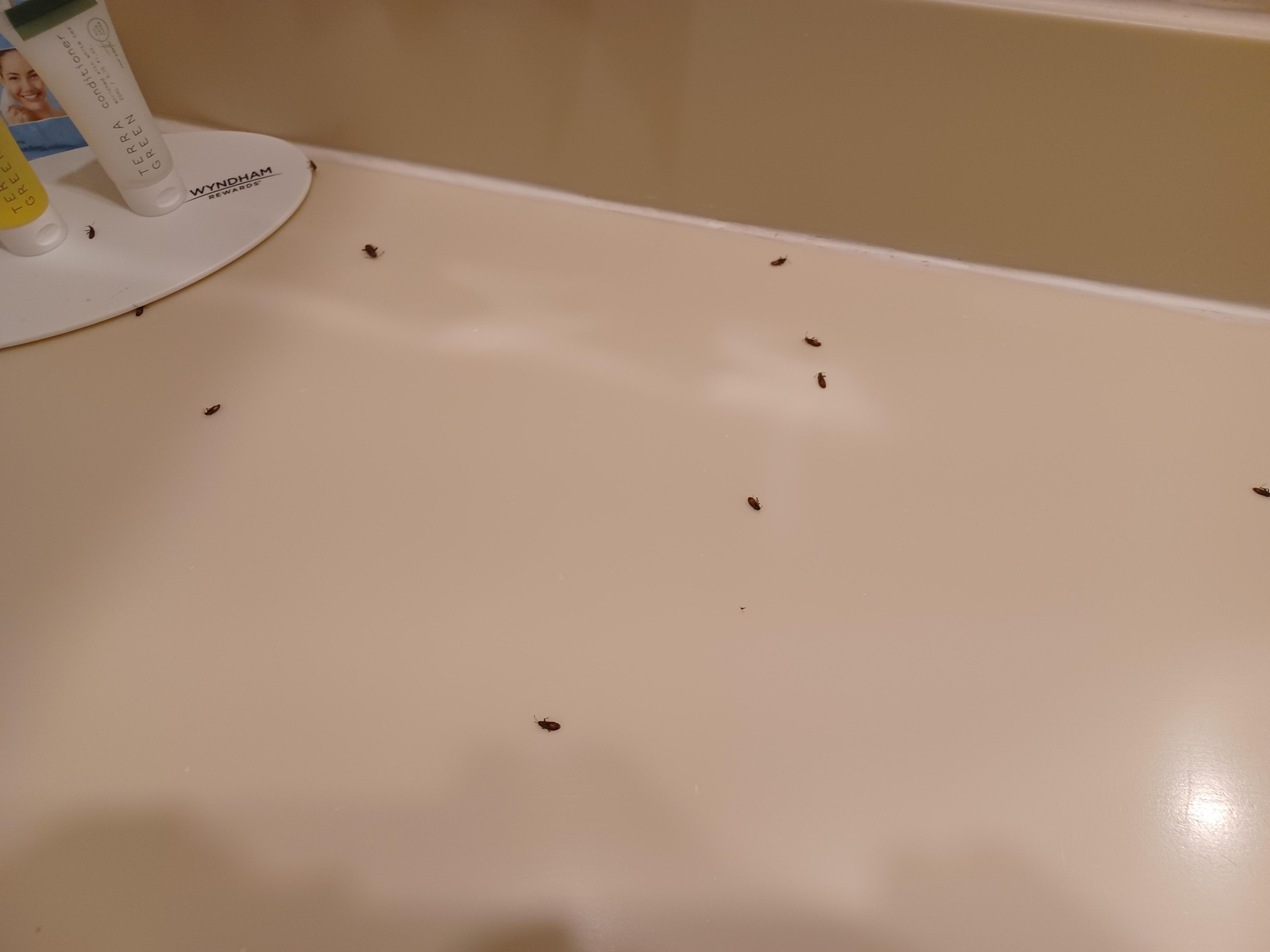 And more bugs
