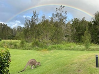 Kangaroos by the pool