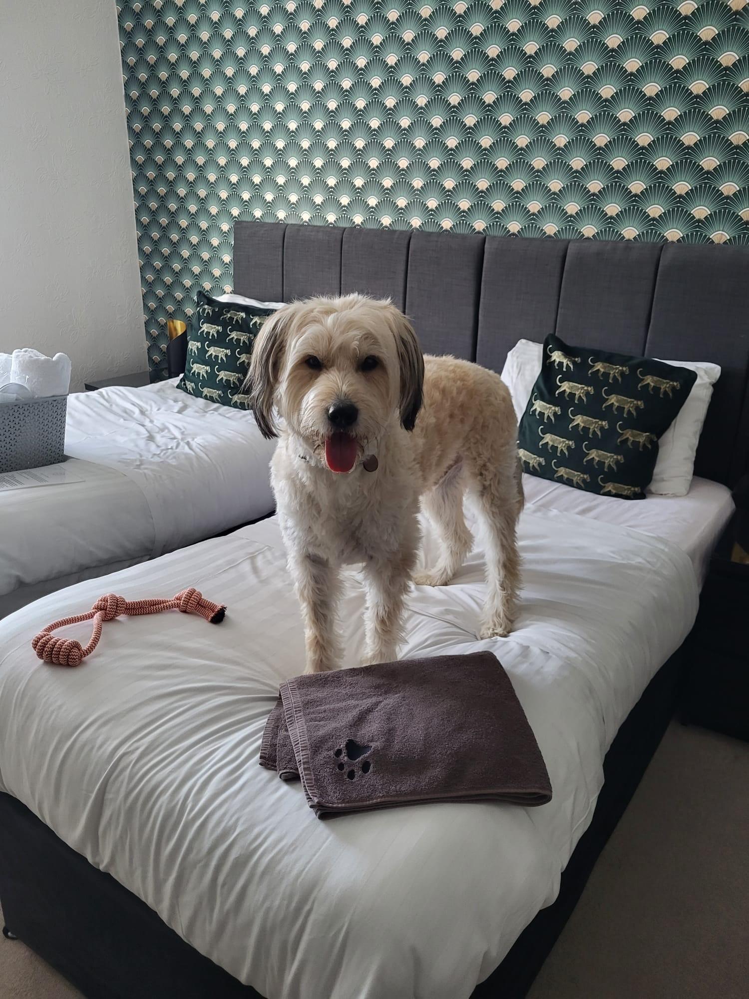 My dog was very pleased with his gift box! Although a bit naughty jumping on the bed!