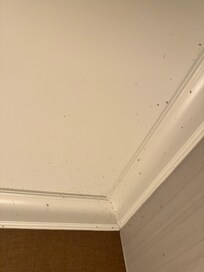 Infested by flies in the ceiling