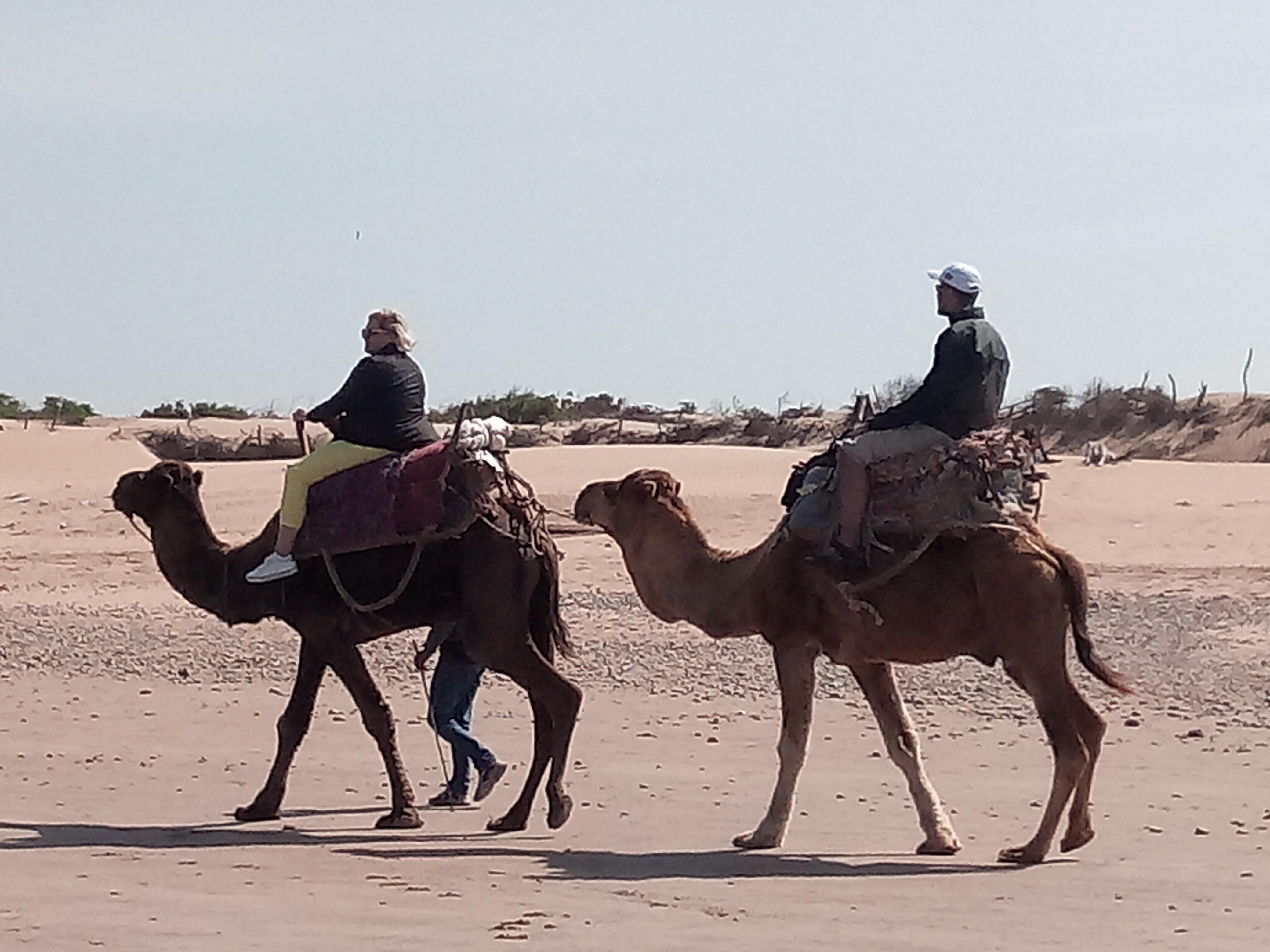 Our companions whilst walking along the beach.