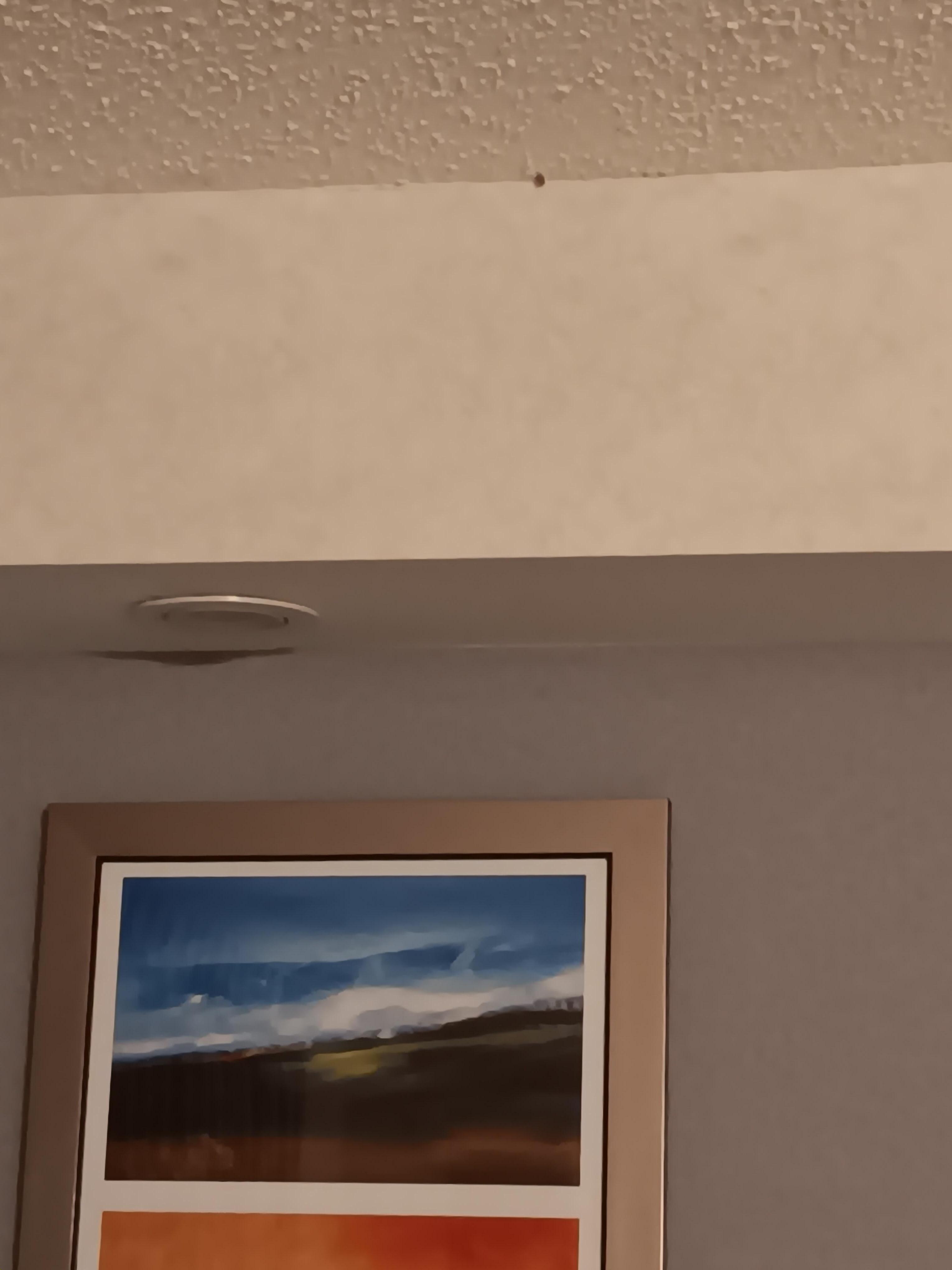 Poor Photographers skills but there were bugs in different corners of the ceiling of the room that is not mode you are seeing I think they must have a nest there.