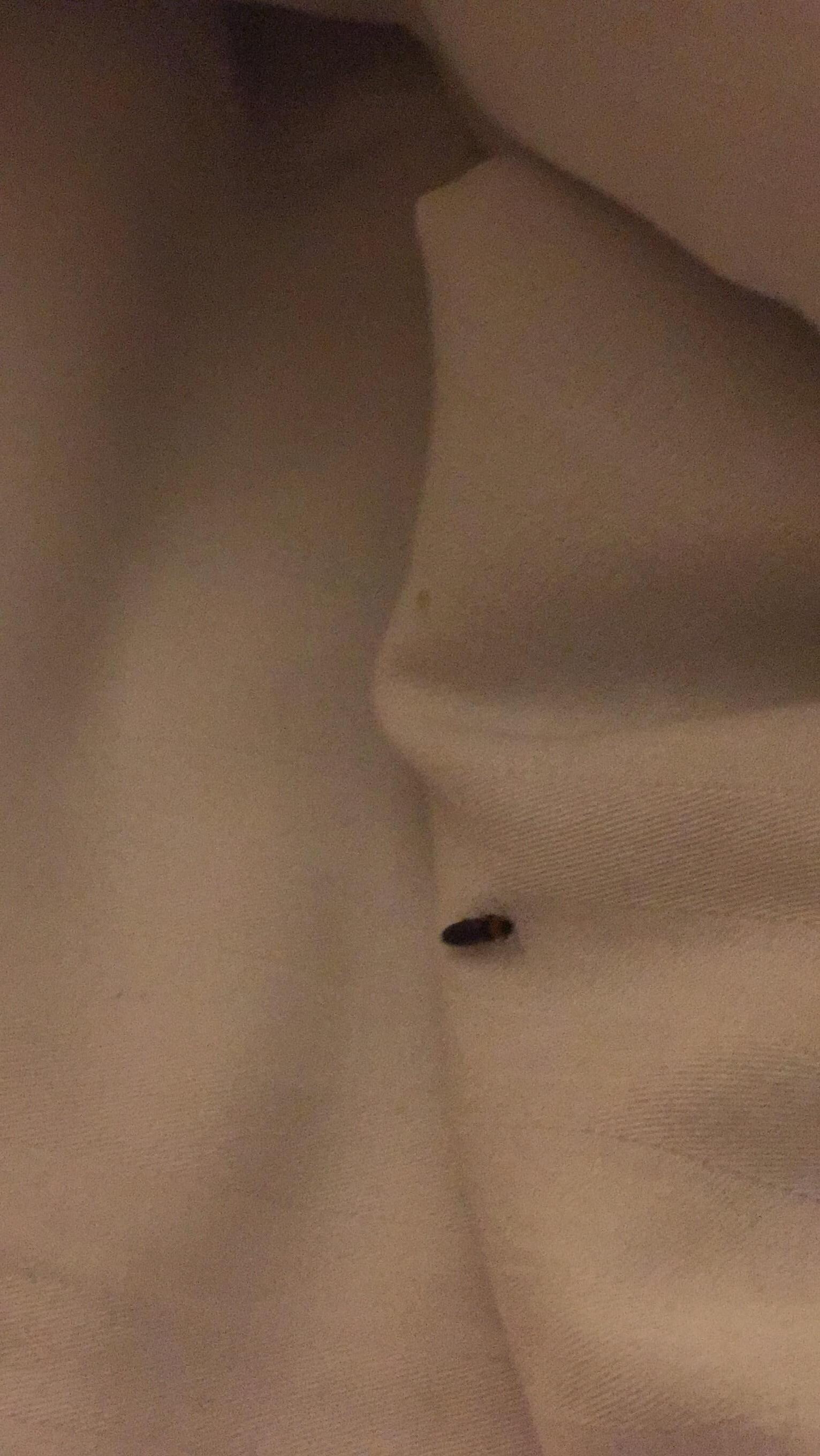 Bug on sheets