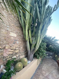 Lots of cool cactuses on the property