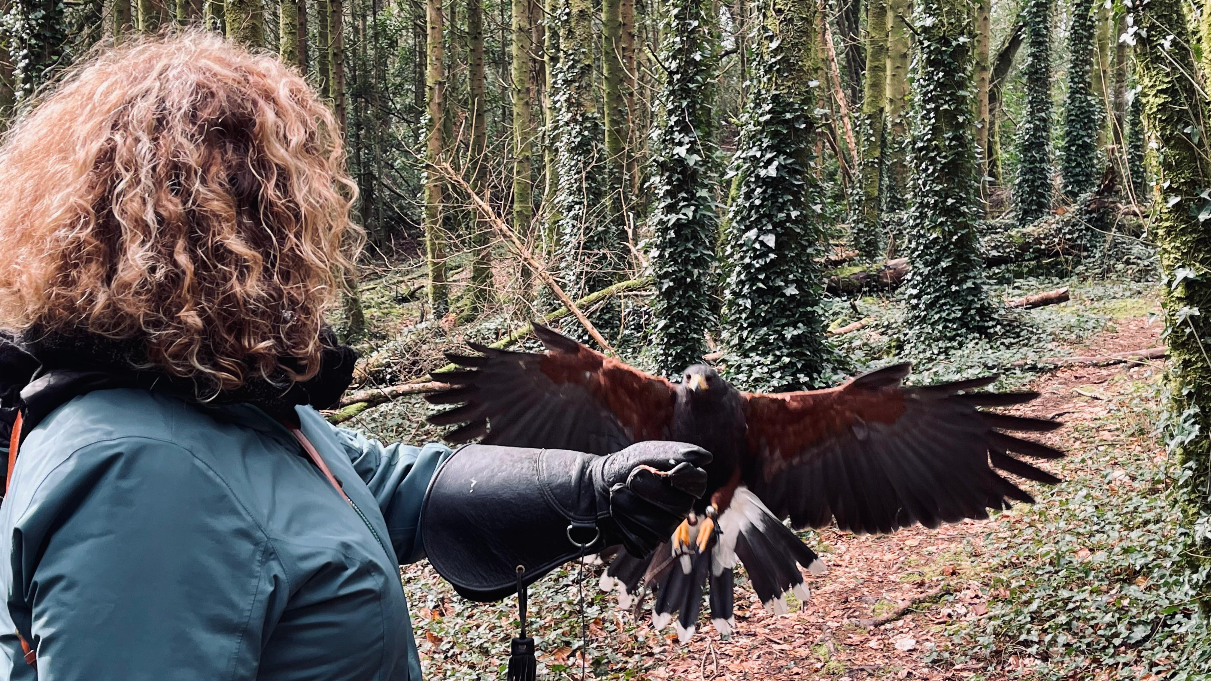 Falconry experience at the Ashford.