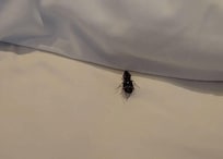 침실에서 발견된 바선생