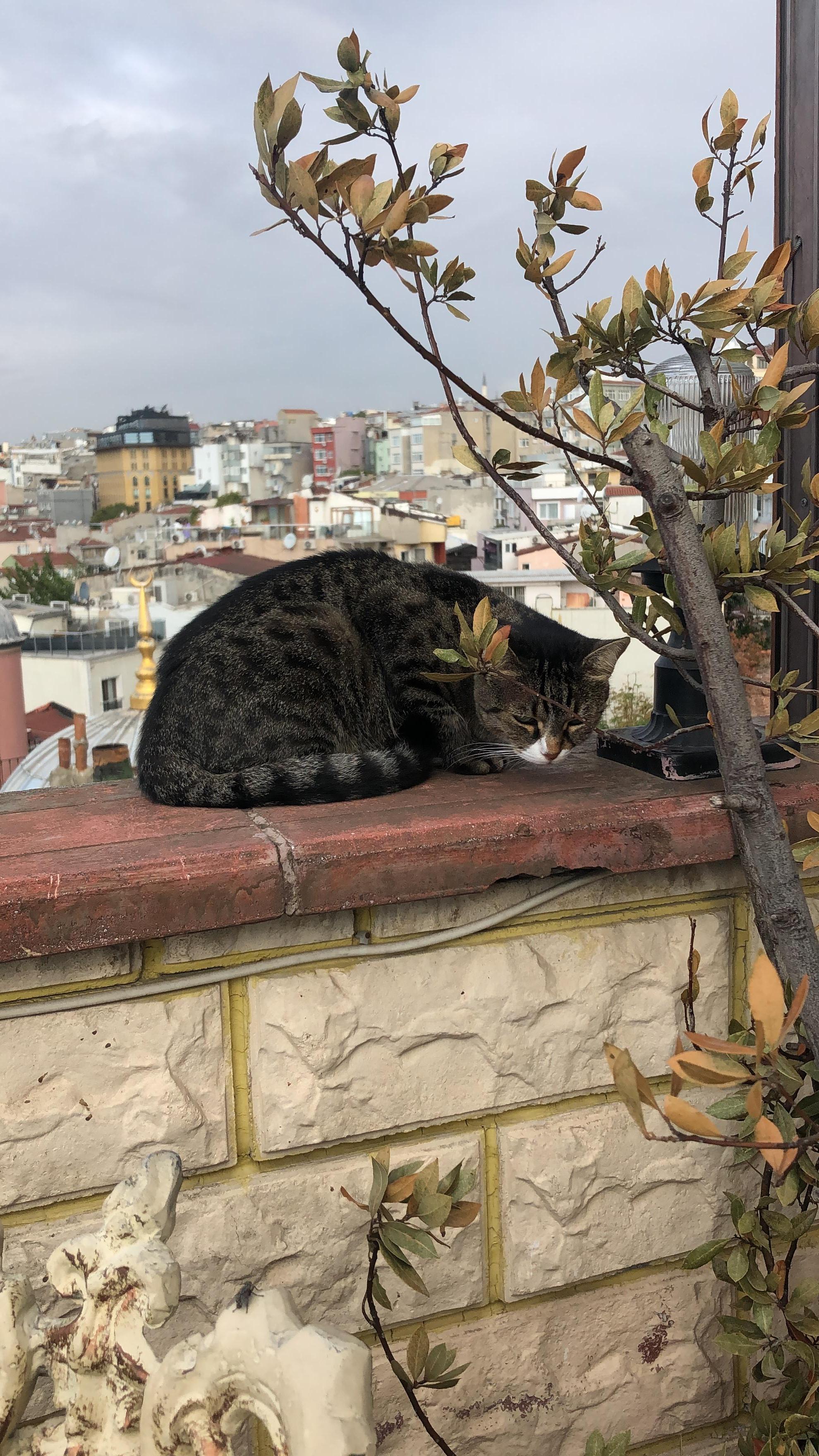 Котик-попрошайка, сопровождавший нас за завтраком