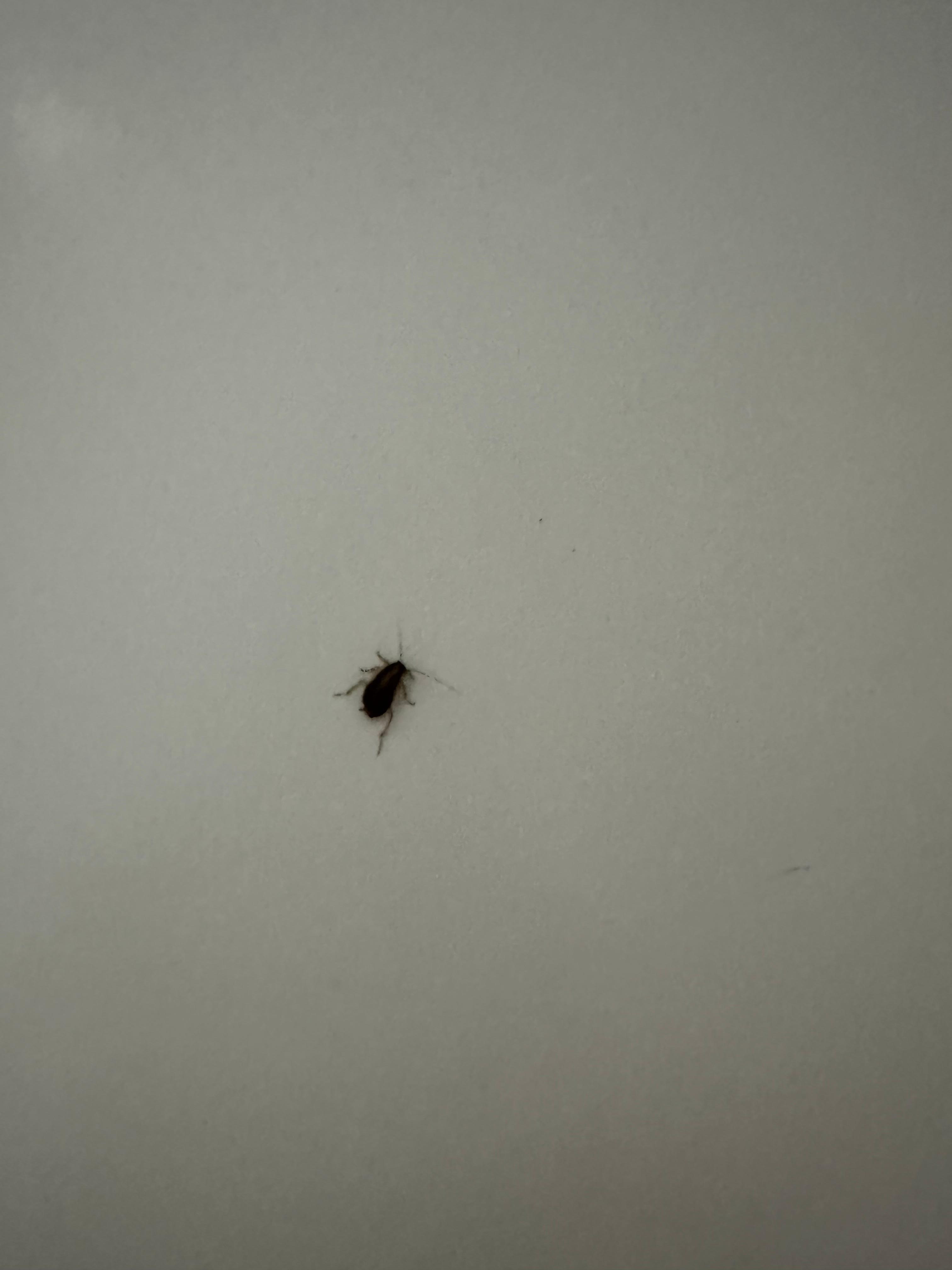 Bug in bathtub