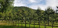 Pear orchard