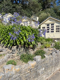 Lovely agapanthus down beside the beach