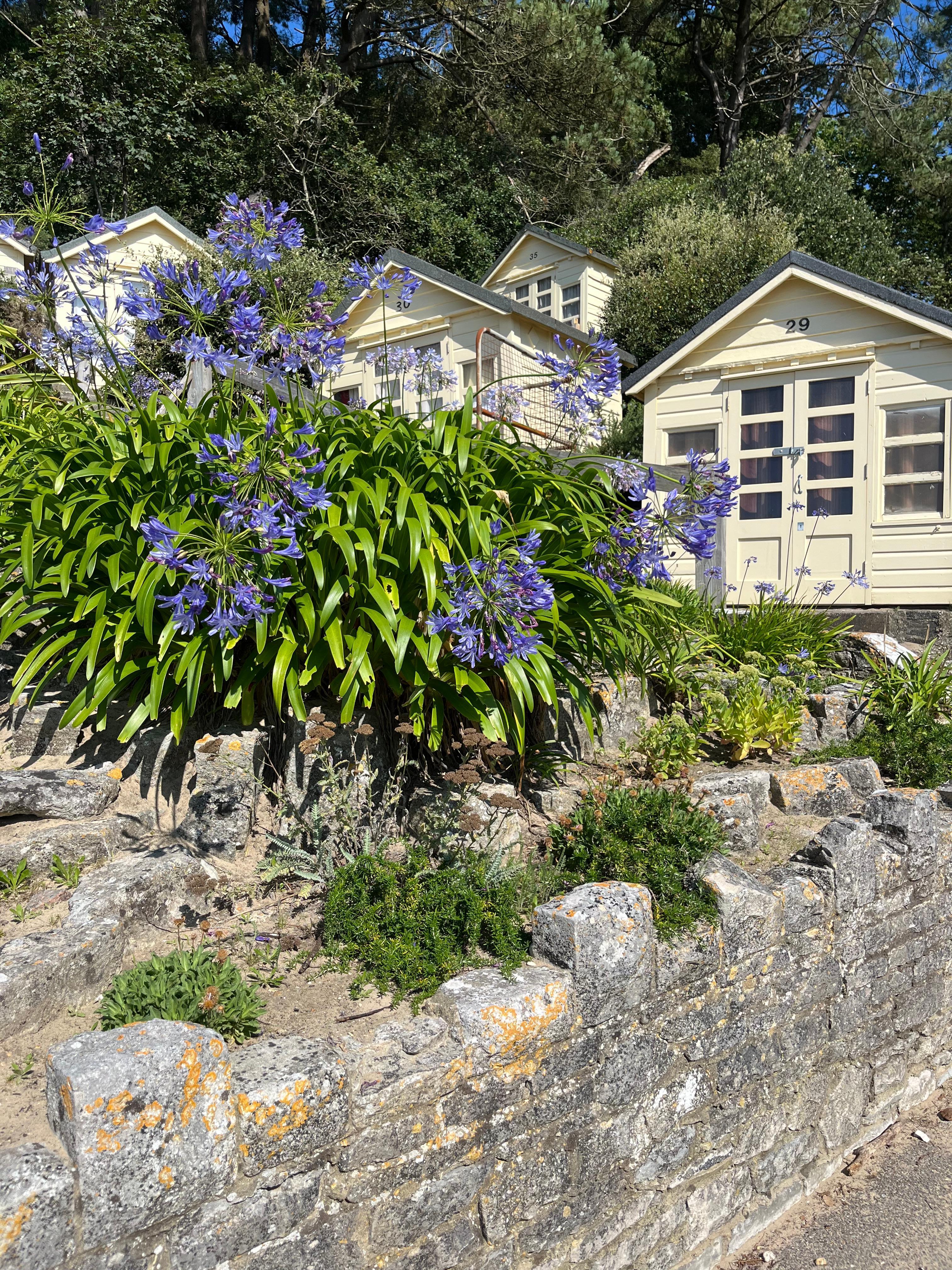 Lovely agapanthus down beside the beach