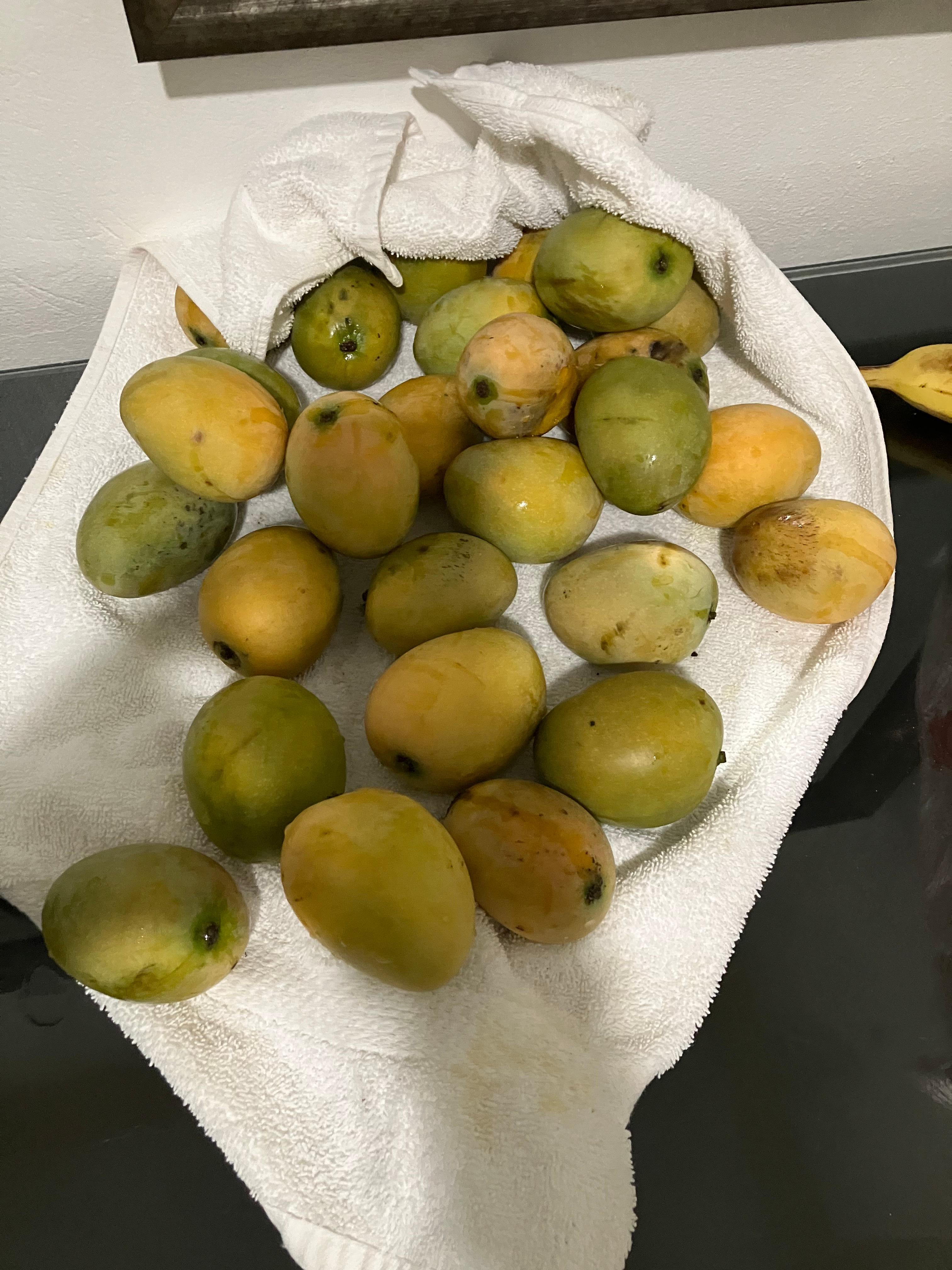 Mangoes everywhere