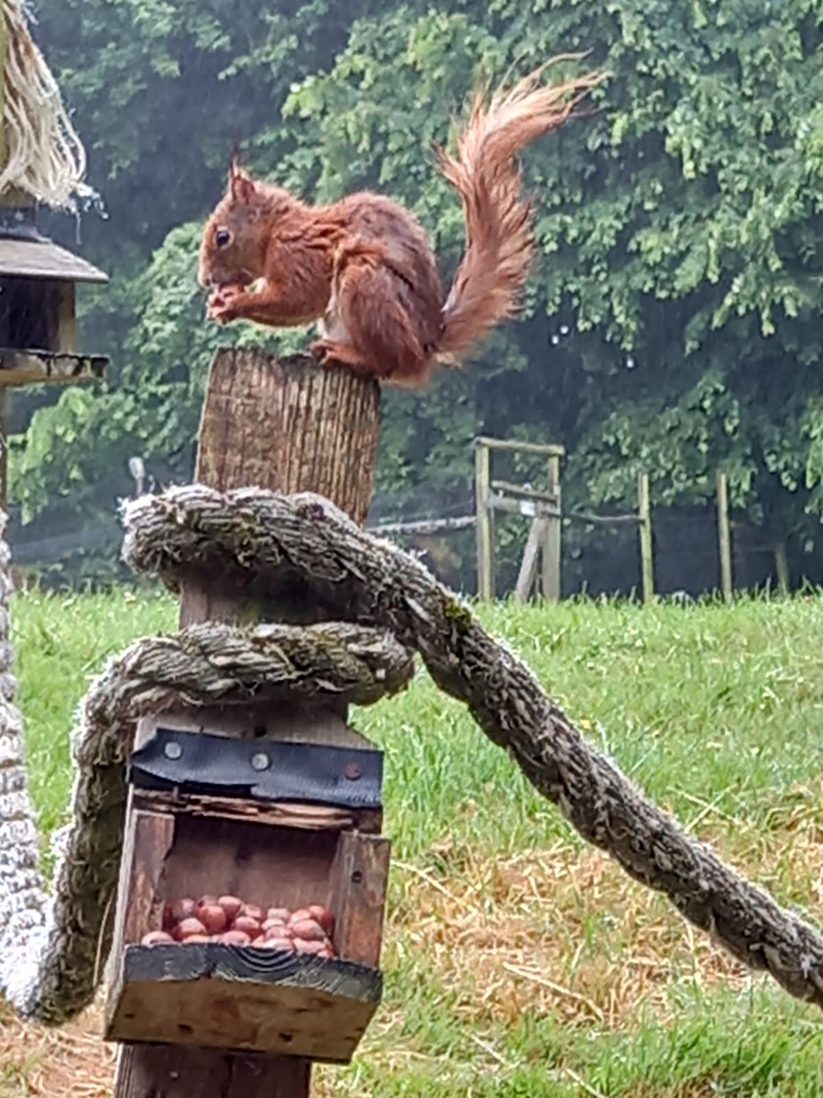 Breakfast with red squirrels 