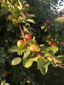 Mahtavia omenapuu istutuksia