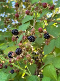 호텔 옆 오솔길의 야생산딸기